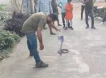 जिला अस्पताल परिसर में निकला कोबरा सांप…सर्पमित्रों ने ऐसे किया रेस्क्यू