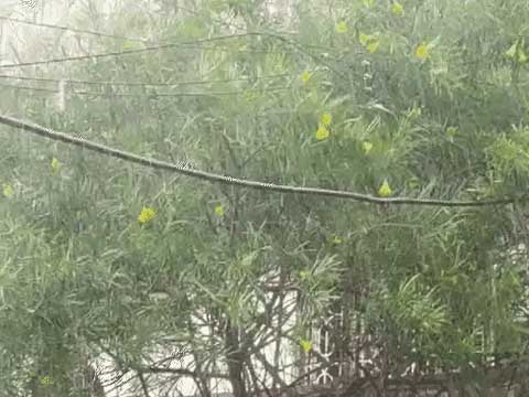 बिलासपुर-सरगुजा संभाग में हैवी रेन का यलो अलर्ट:पिछले 24 घंटे में जांजगीर के बम्हनडीह में सबसे ज्यादा 92mm बारिश