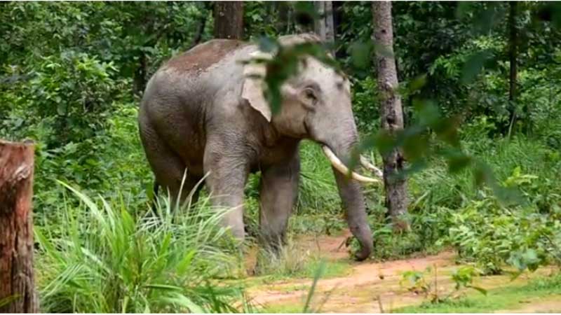 ग्रामीण क्षेत्रों में घुसा दंतैल हाथी, लोगों में दहशत, 12 से अधिक गांवों में अलर्ट जारी