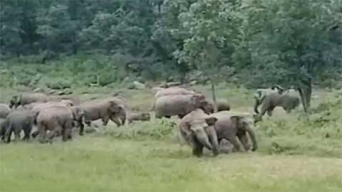 हाथियों की दहशत : पखवाड़े भर में सैकड़ों एकड़ धान, मक्का, दलहन, तिलहन की फसल को किया चौपट