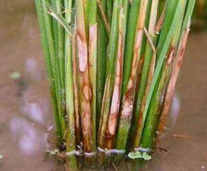 42e2e8ee-d068-4396-817c-f65be5197084