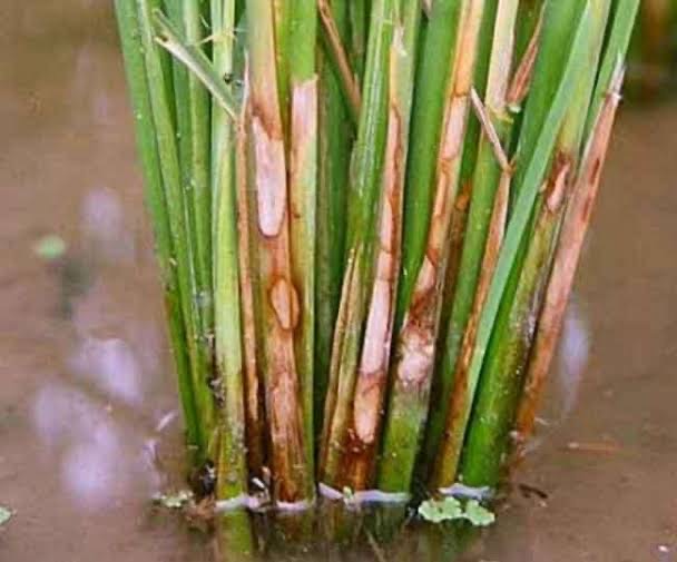 42e2e8ee-d068-4396-817c-f65be5197084