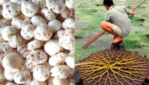 मखाना उत्पादन को मिल रहा छत्तीसगढ़ में प्रोत्साहन, योजना का तेजी के साथ हो रहा है क्रियान्वयन